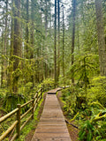 Your product, shot on a wooden walkway through a mossy forest