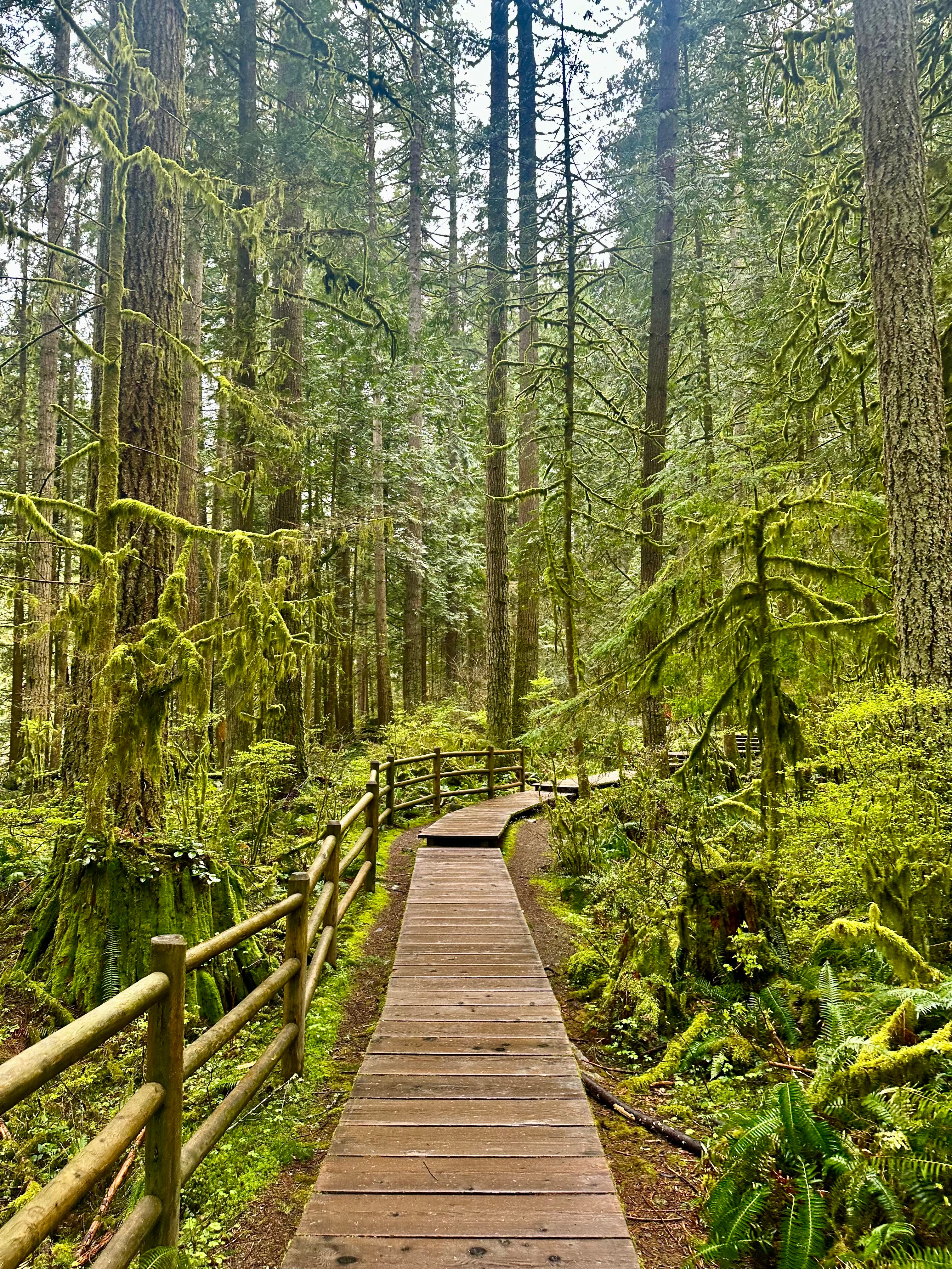 Your product, shot on a wooden walkway through a mossy forest