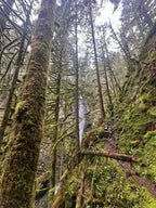 Forest Waterfall Hill