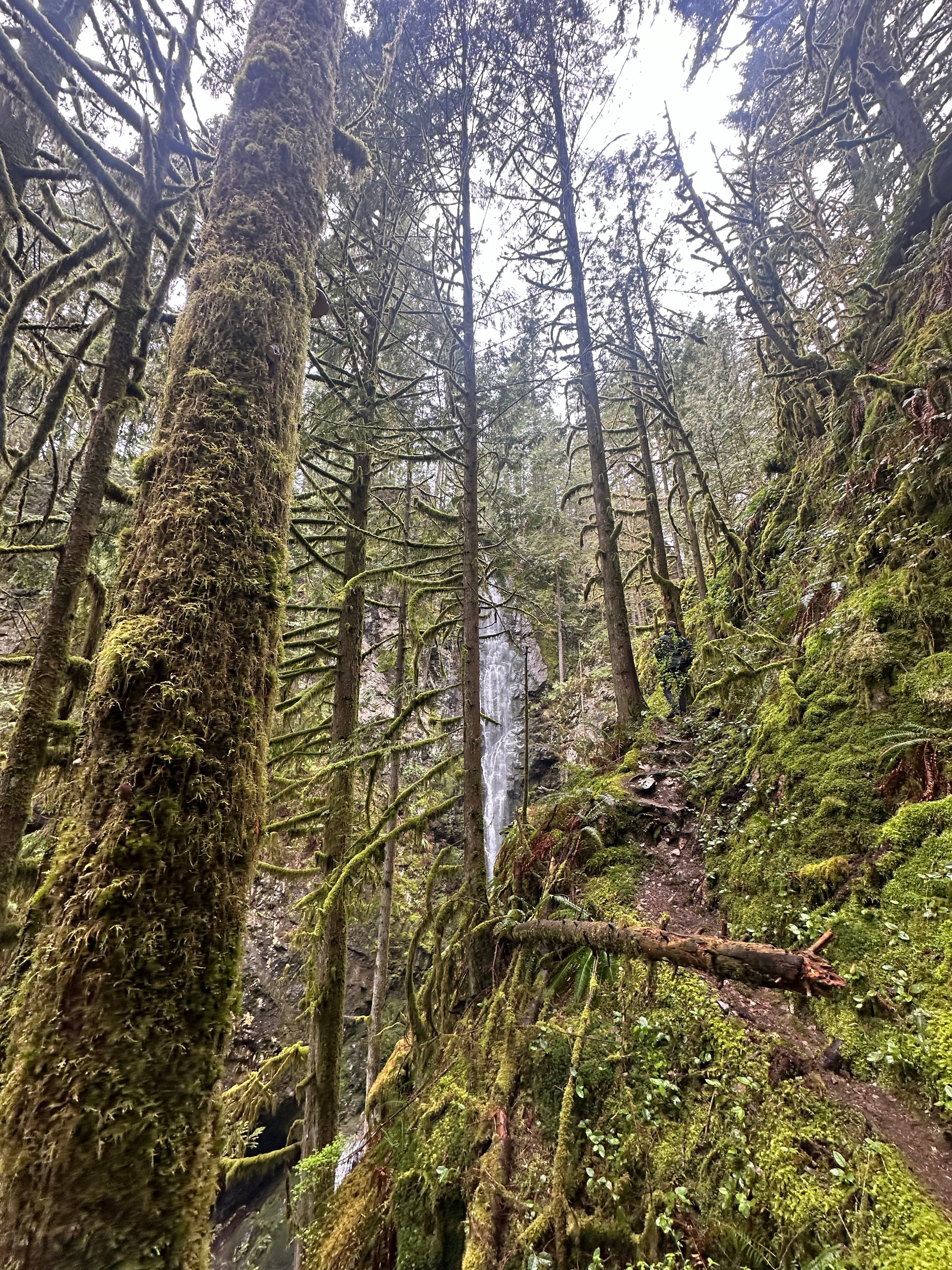 Forest Waterfall Hill