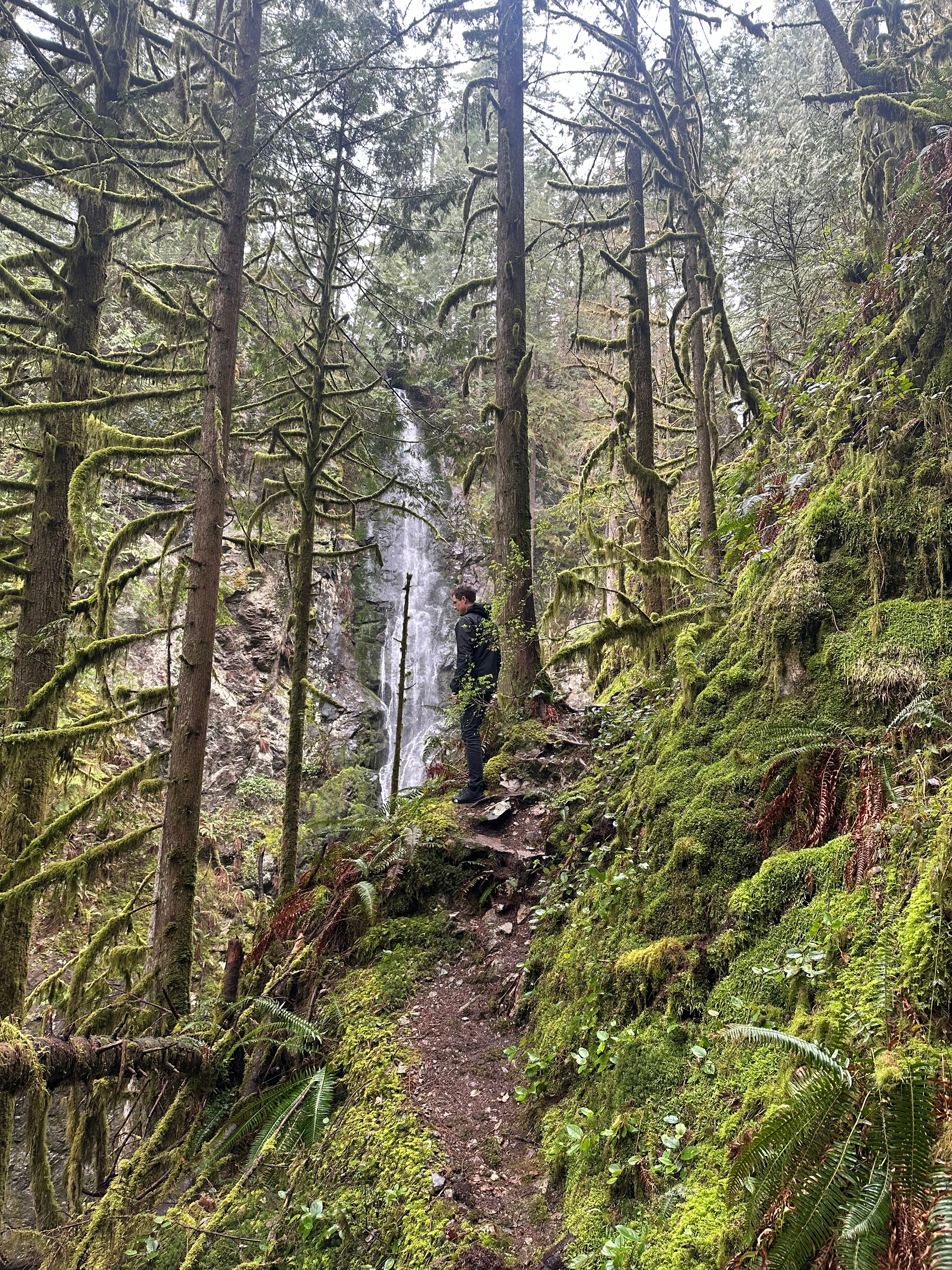 Forest Waterfall Hill