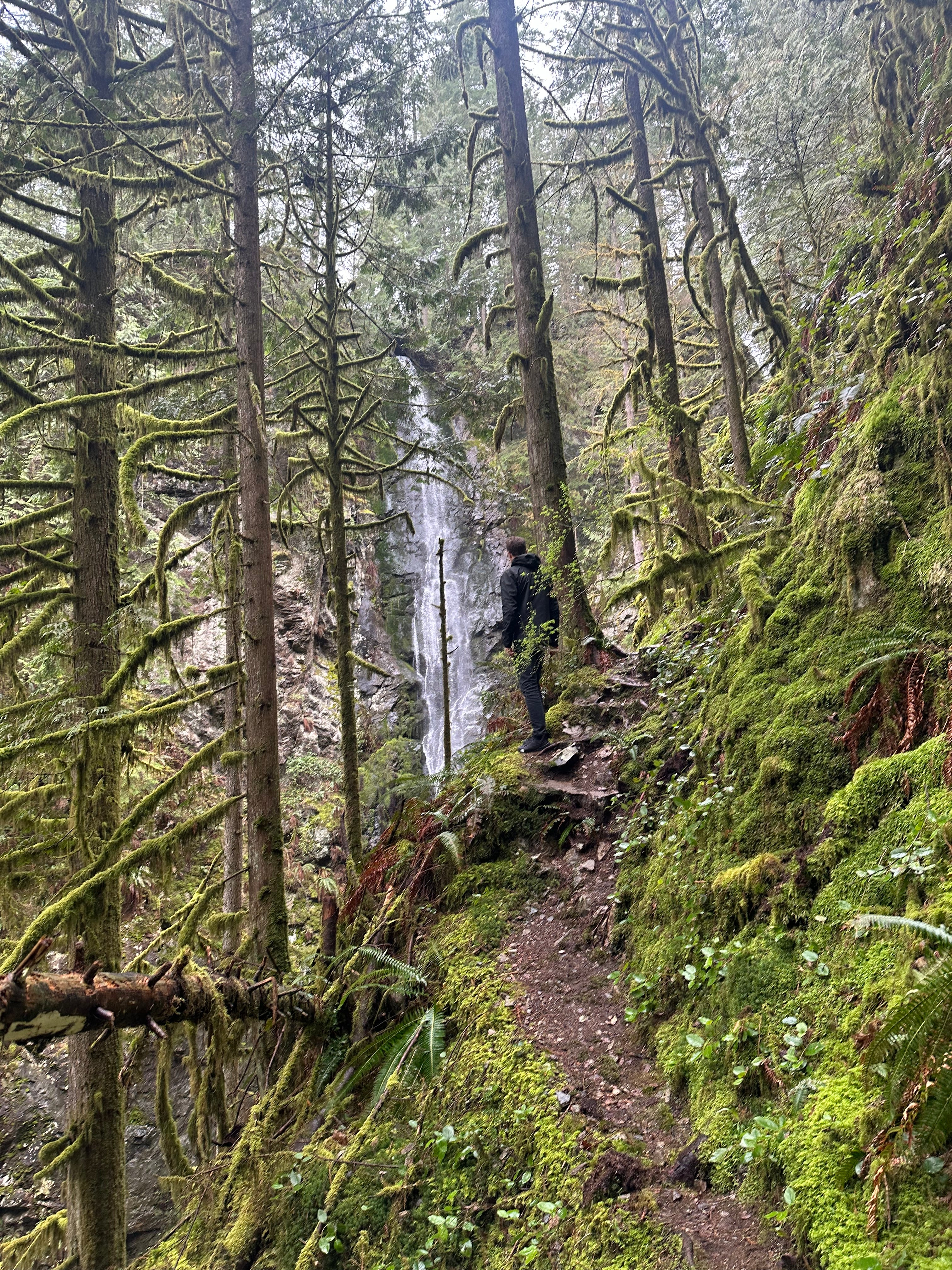 Forest Waterfall Hill