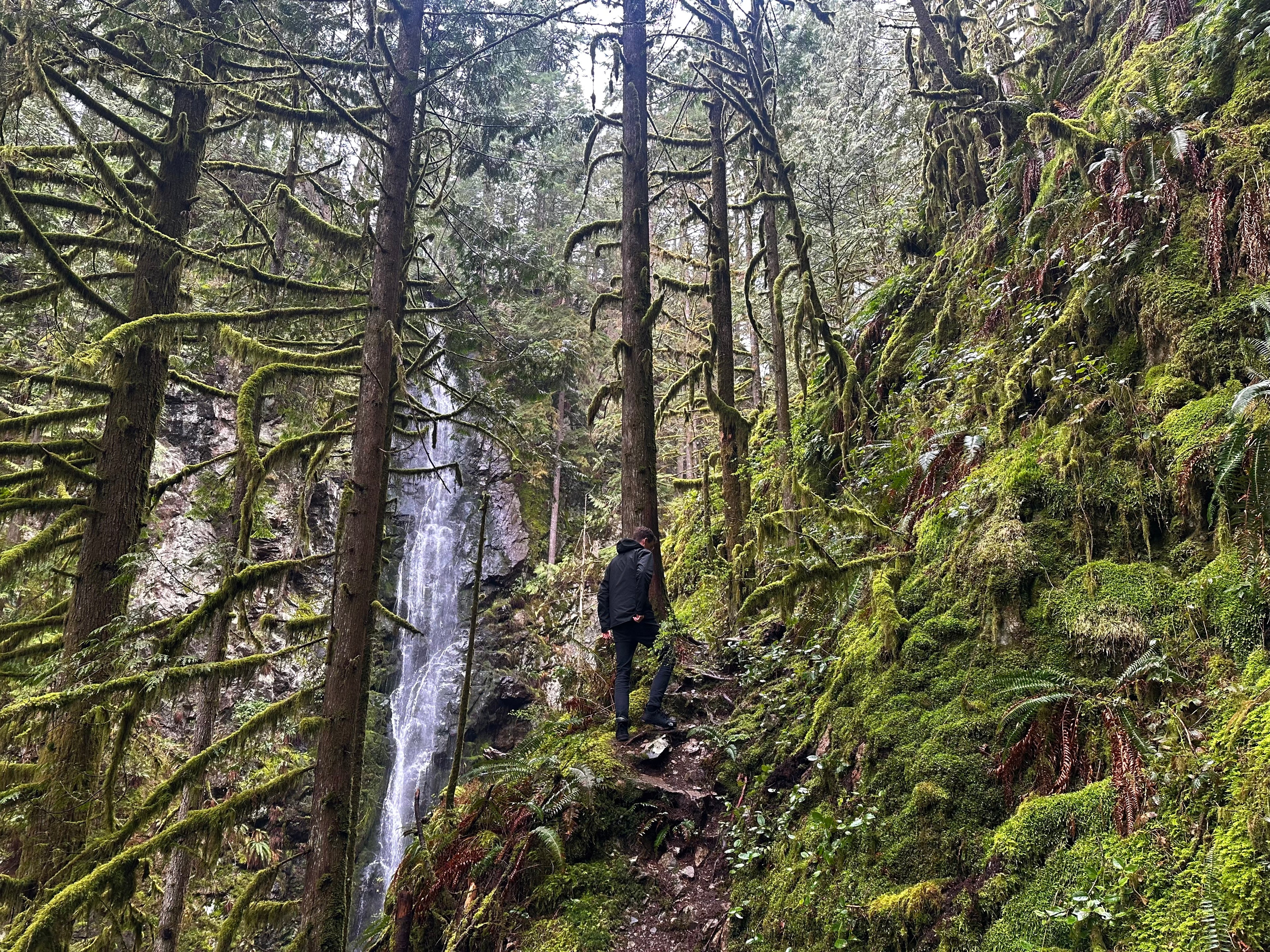 Forest Waterfall Hill