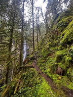 Forest Waterfall Hill