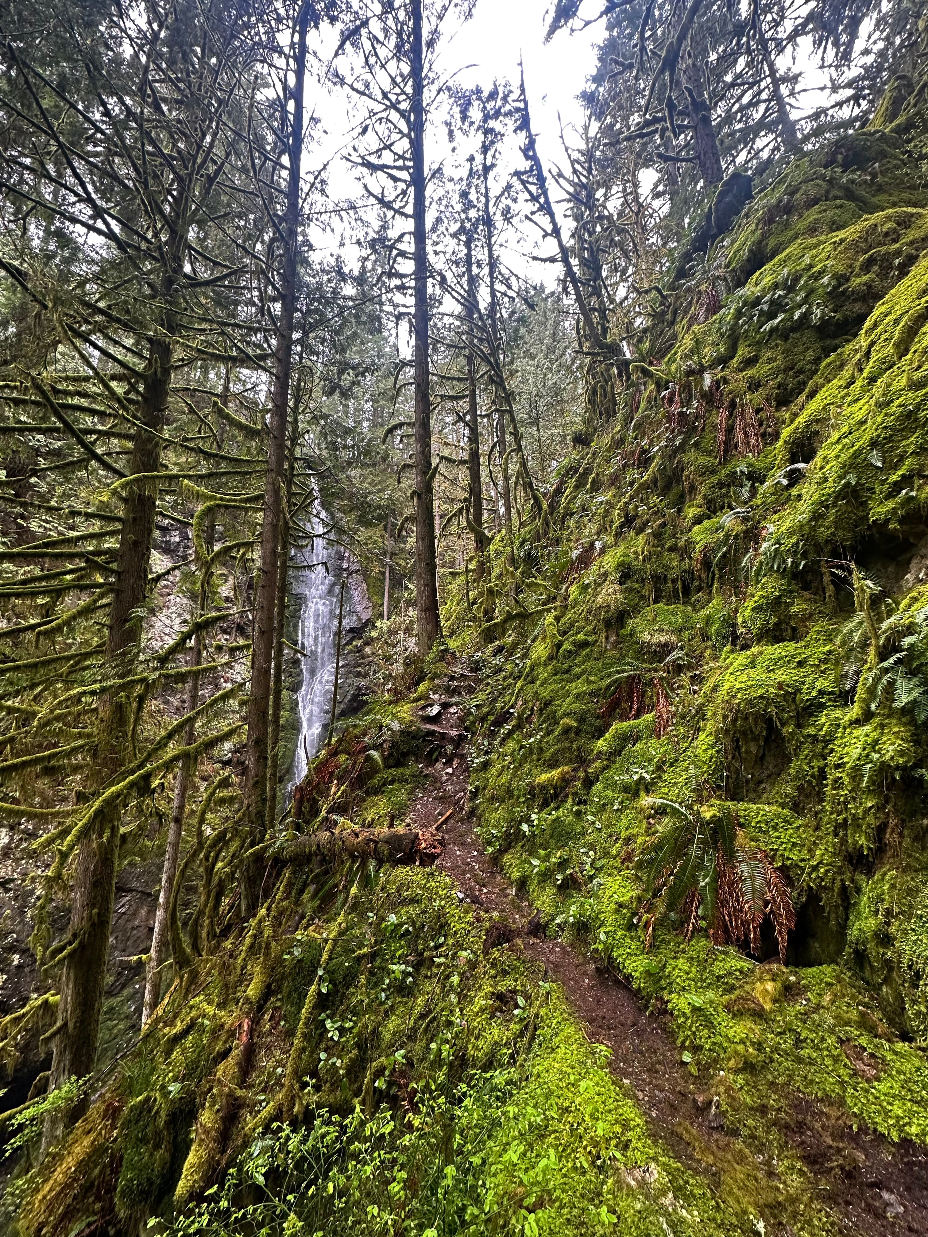 Forest Waterfall Hill