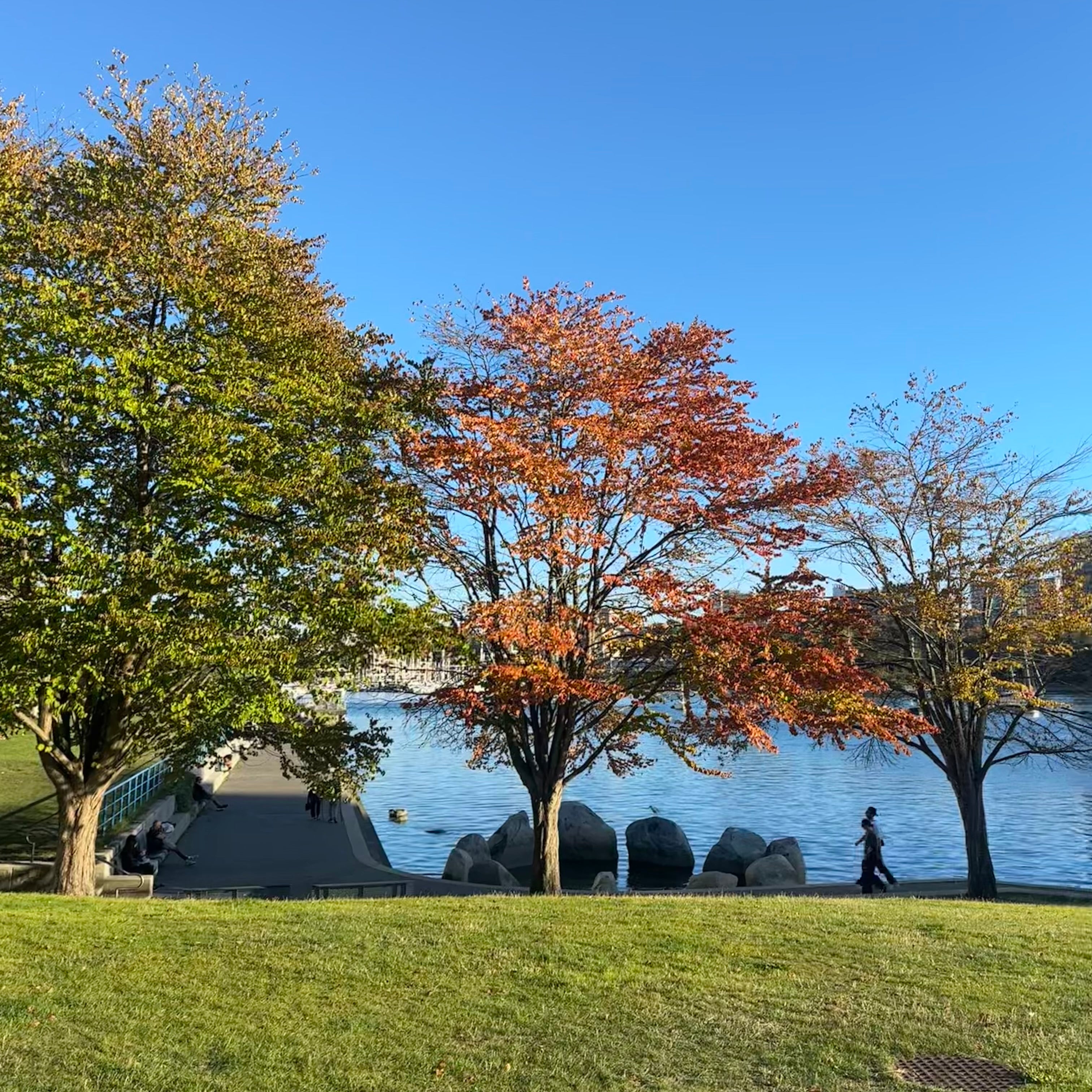 David Lam Park