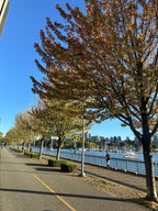 Tree Lined Bike Path