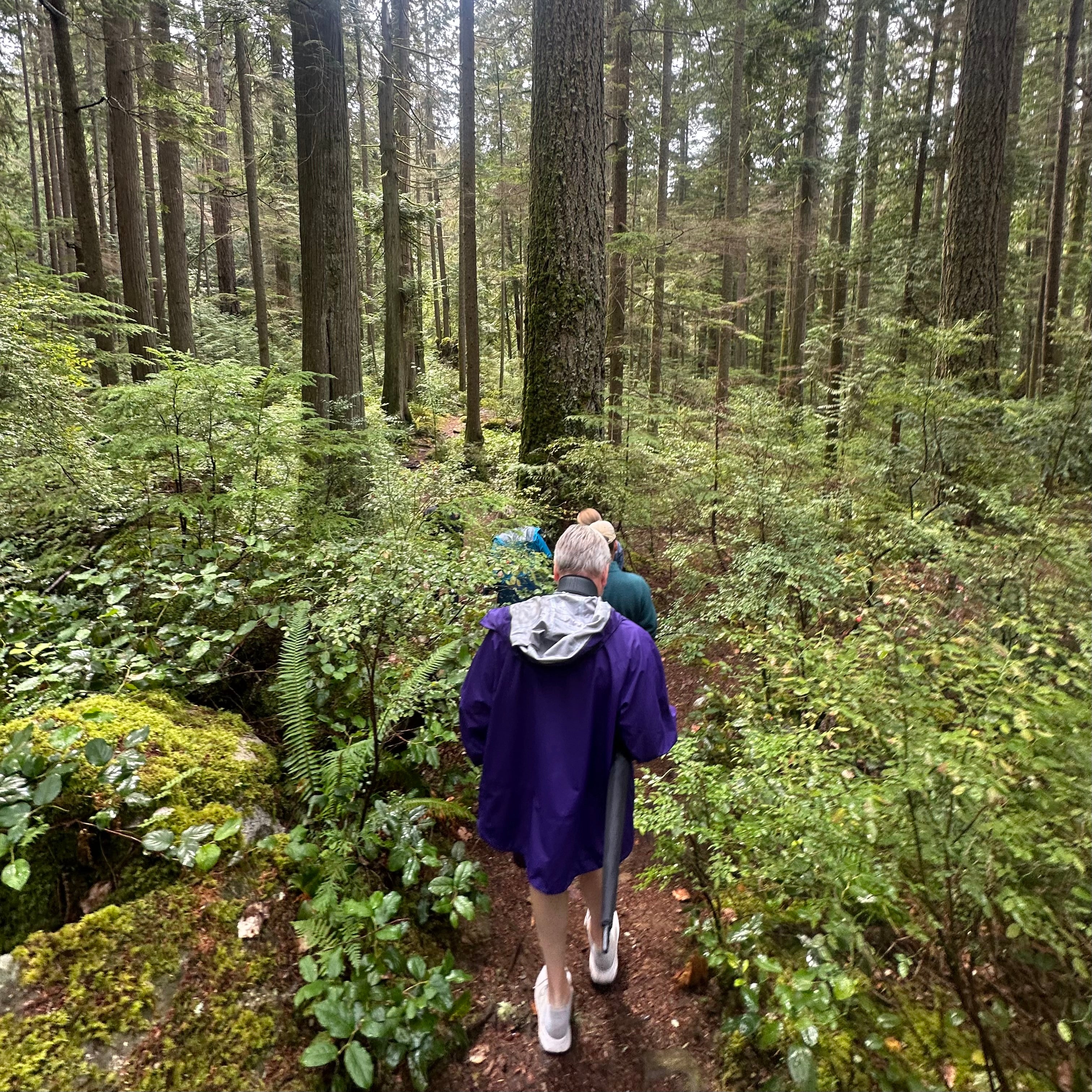 Huckleberry Forest