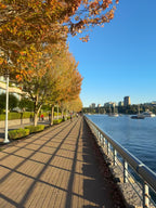Tree Lined Seawall East