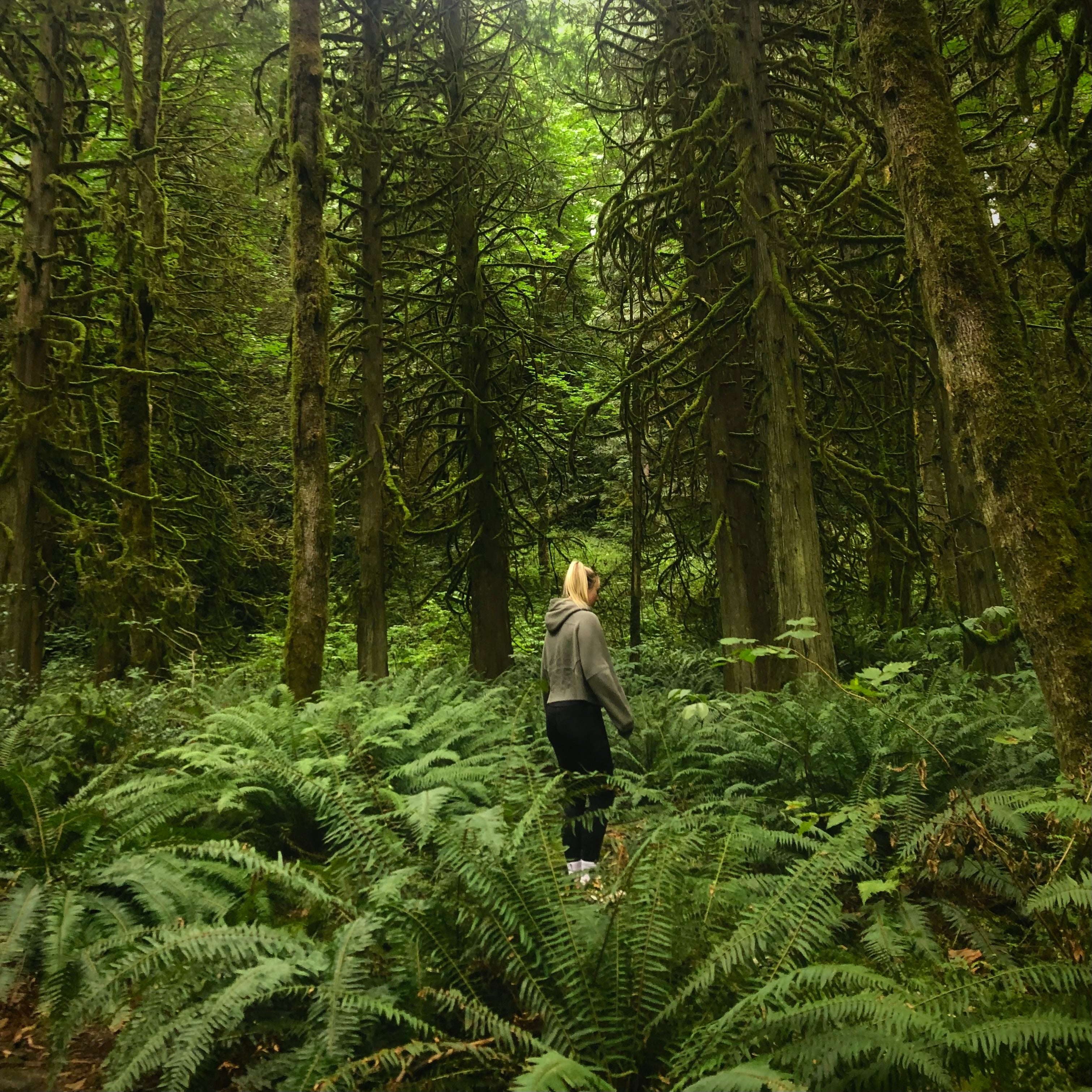 Your product, shot in a field of ferns in the forest