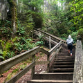 Forest Wood Staircase