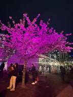 Yaletown Cherry Blossom Festival