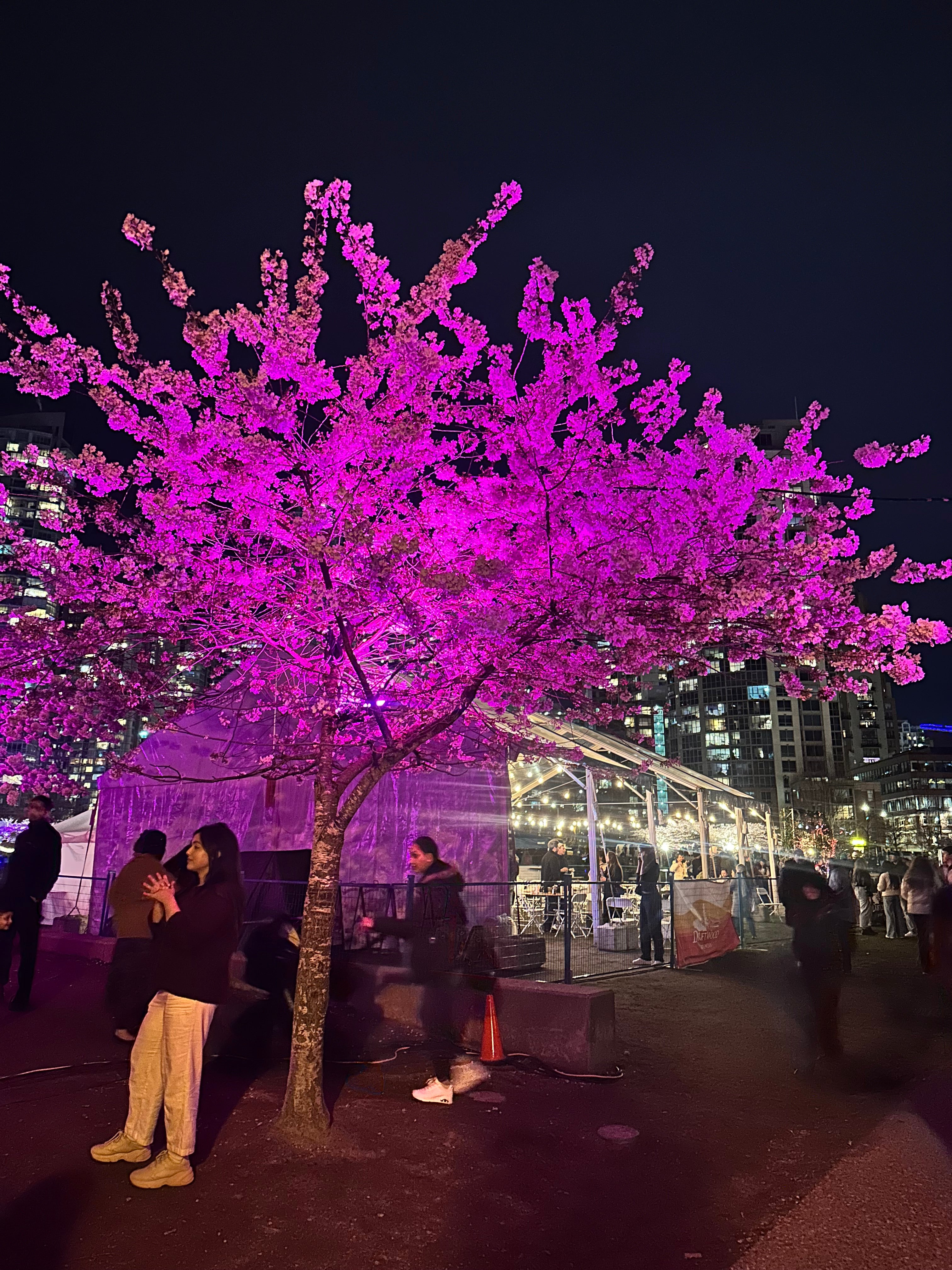 Yaletown Cherry Blossom Festival