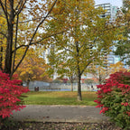 Park scene with trees, bushes, tennis court, and city buildings in the background