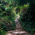 Stone steps leading up a lush green path with trees and foliage.