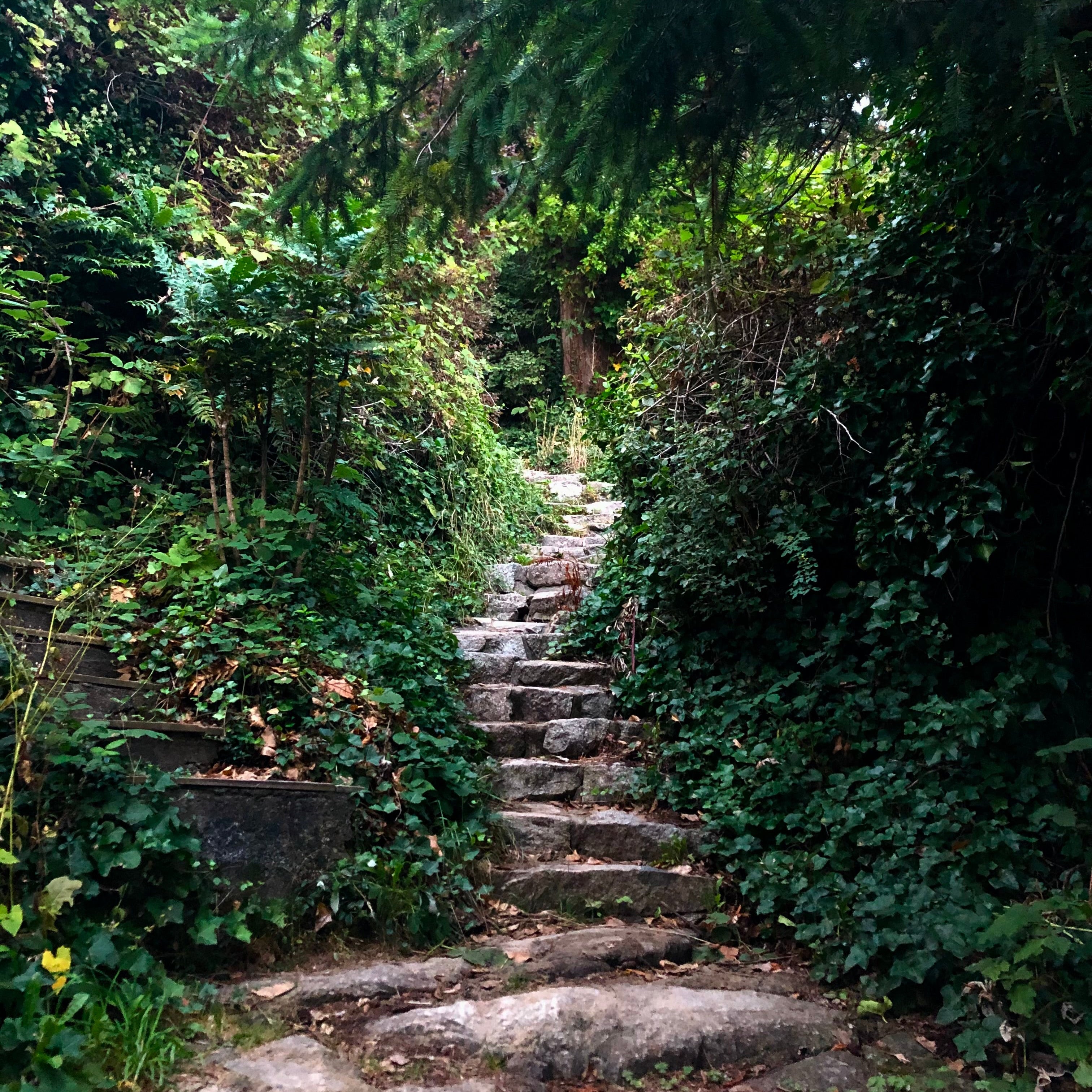Stone steps leading up a lush green path with trees and foliage.