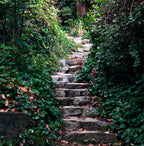 Stone steps leading upwards through dense green foliage