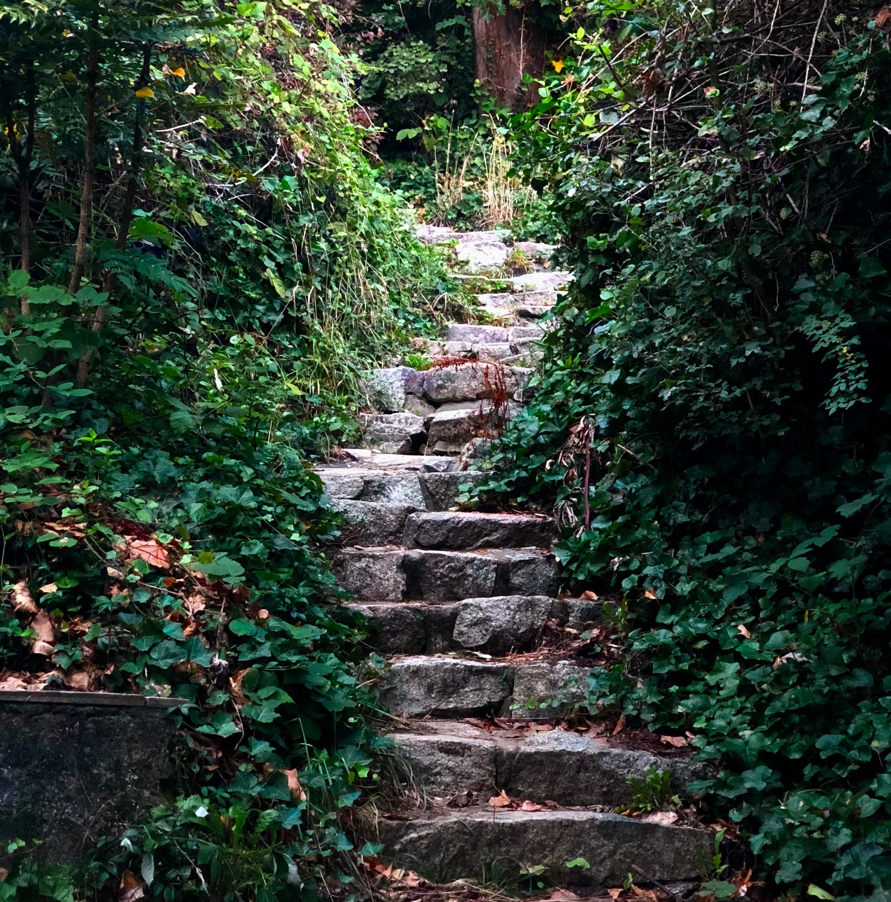 Stone steps leading upwards through dense green foliage