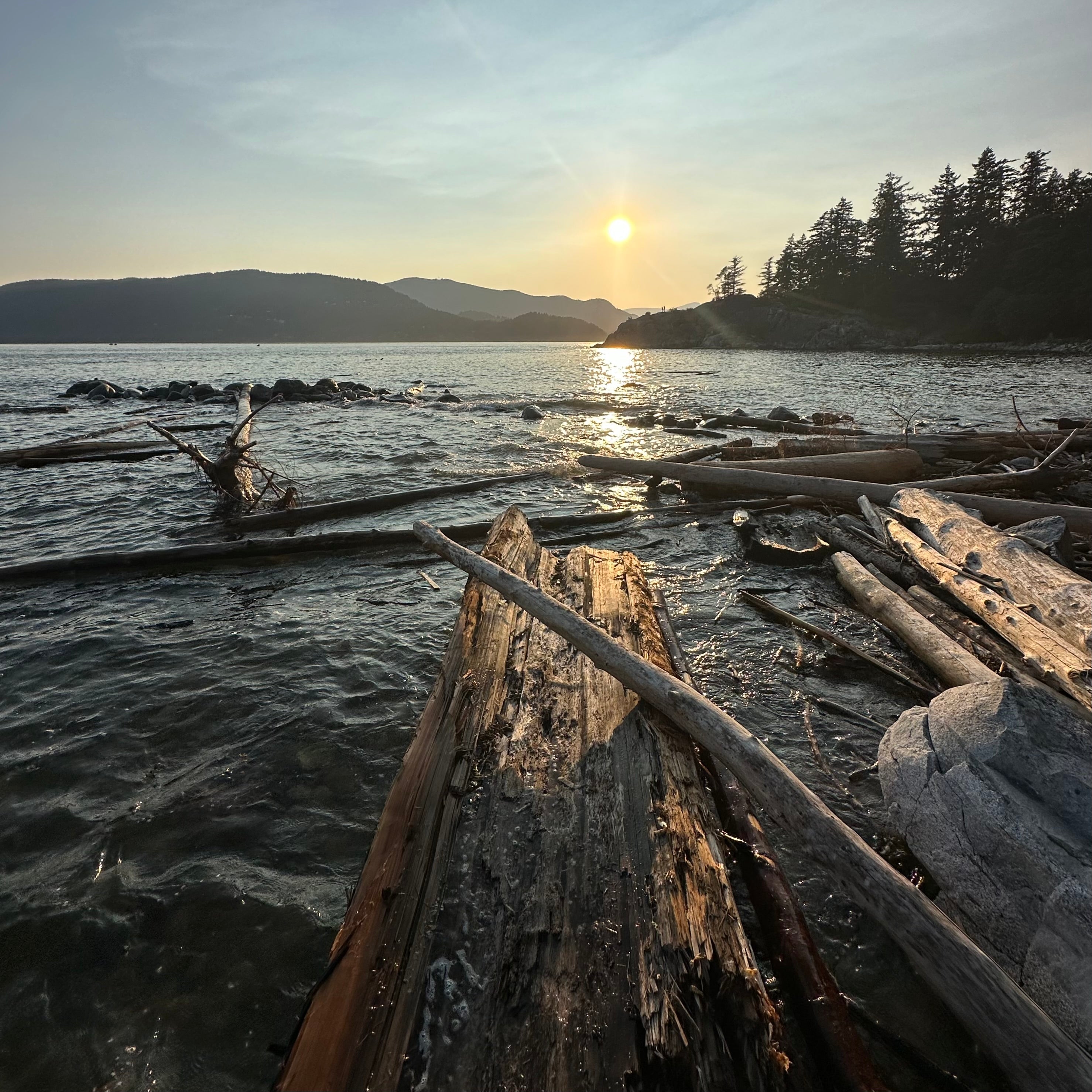 Sunset over a the water with logs and trees on the shore