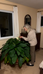 Susan Martin Peace Lily interacting with a large green plant indoors