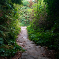 Winding stone path through a dense forest