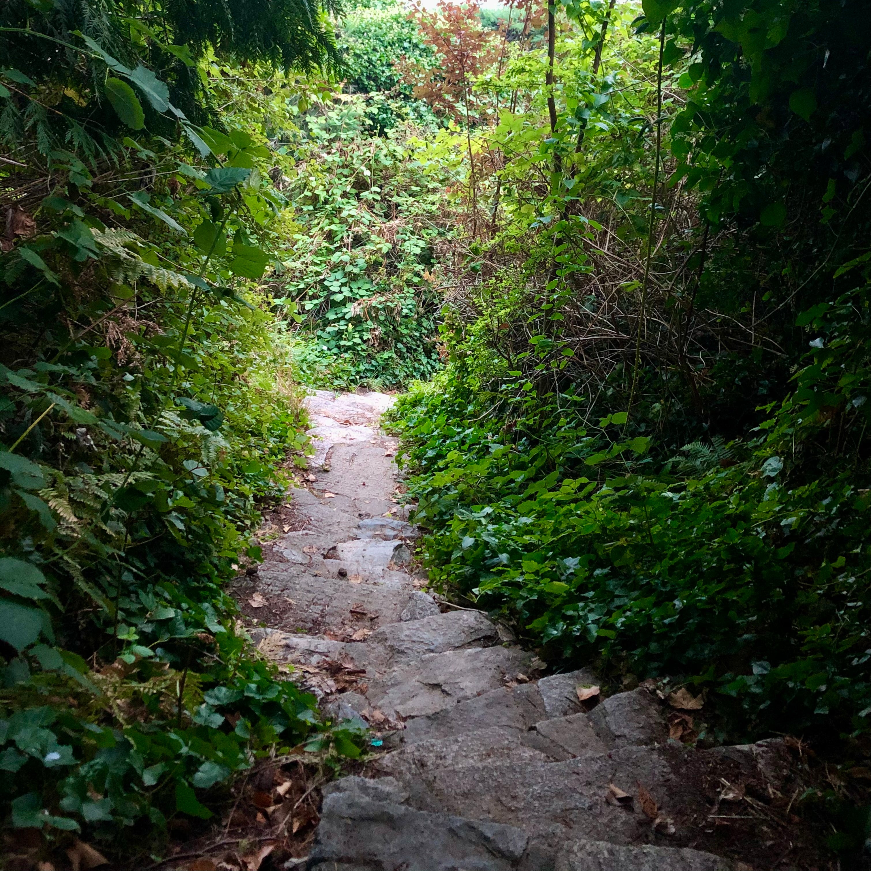 Winding stone path through a dense forest