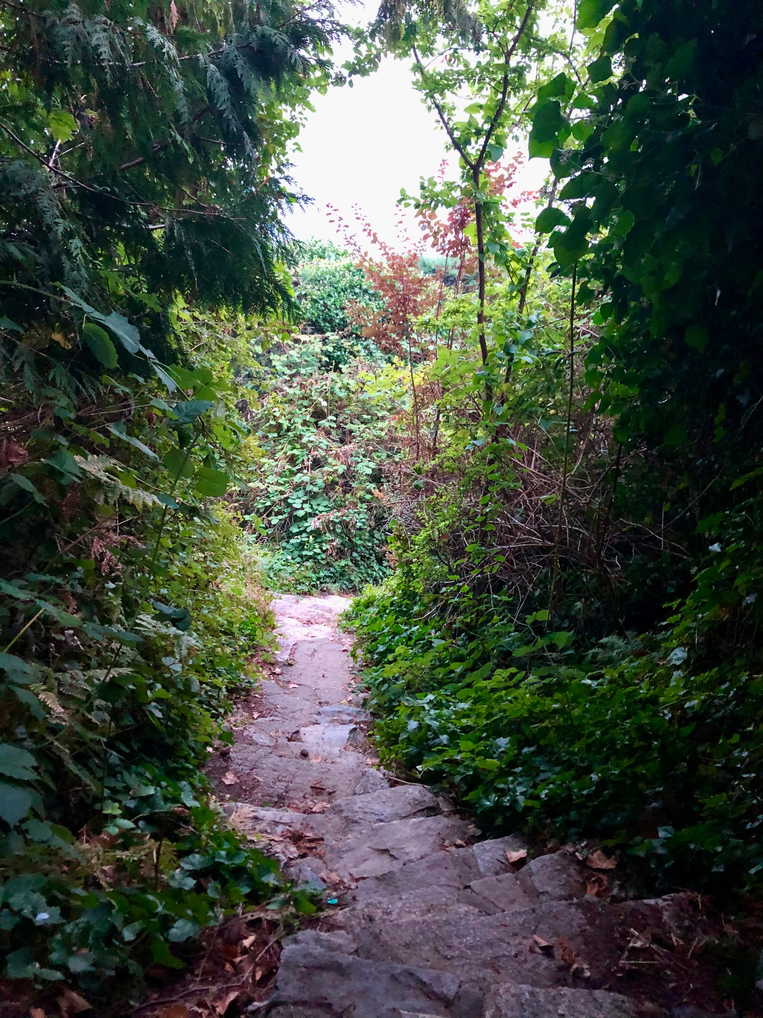 Winding stone path through a dense forest with greenery on both sides.