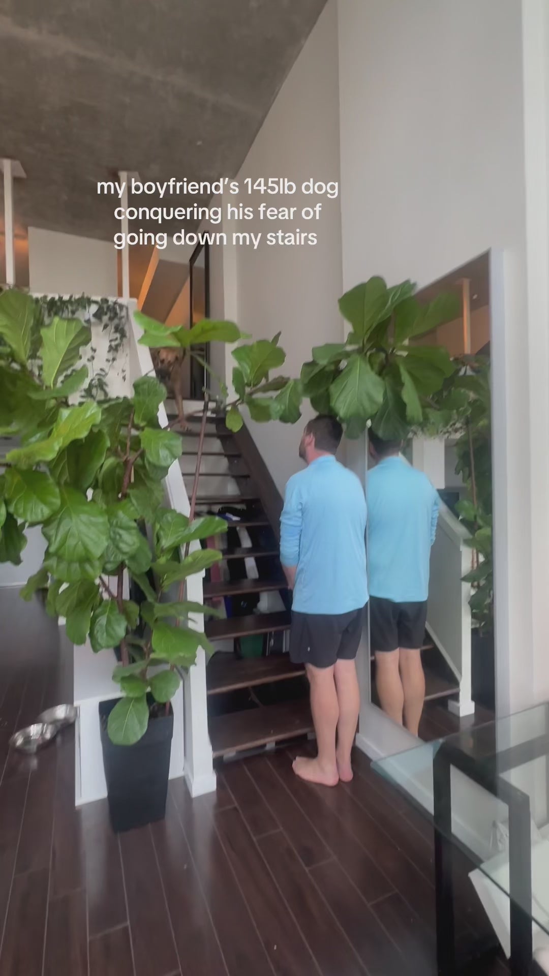 My boyfriend's 145lb great dane conquering his fear of stairs