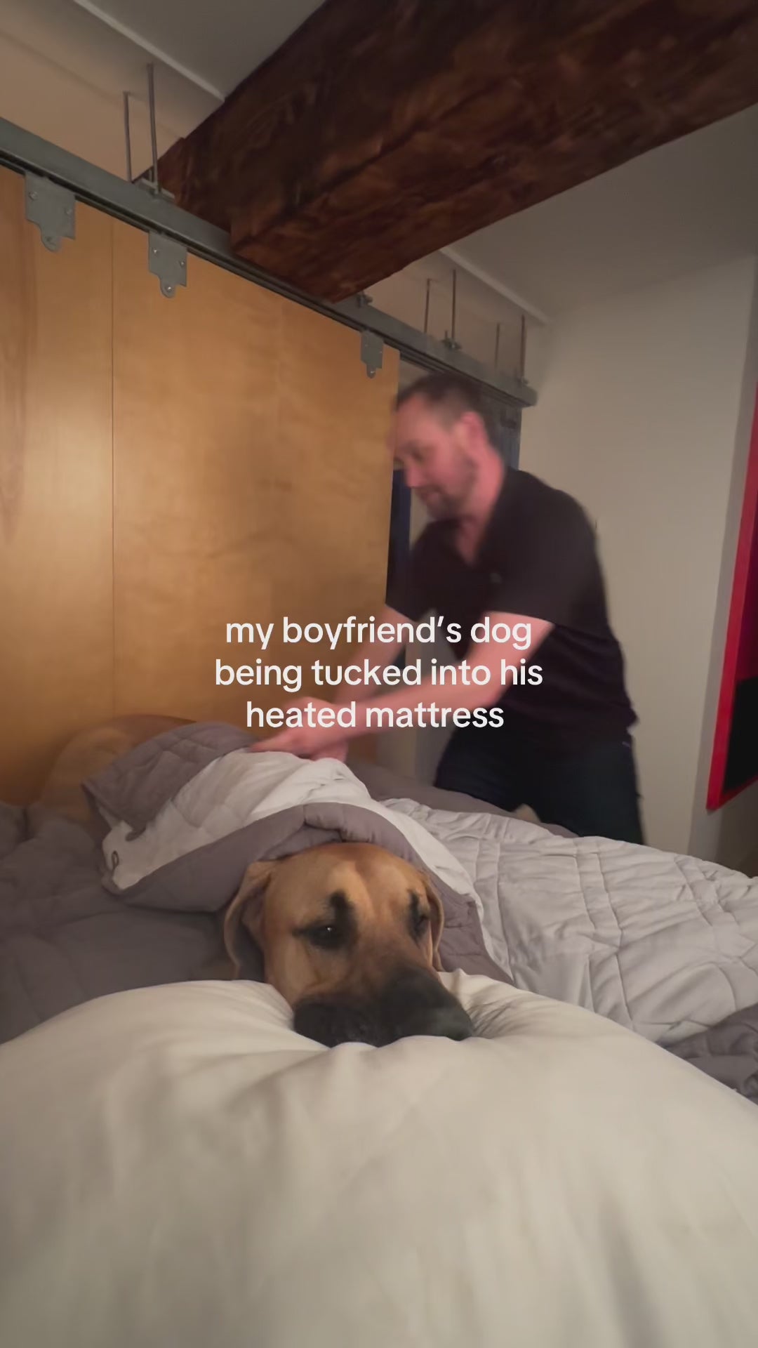 My boyfriend's great dane being tucked into his heated mattress