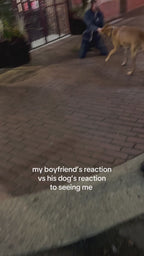 My boyfriend's reaction vs his dogs reaction to seeing me