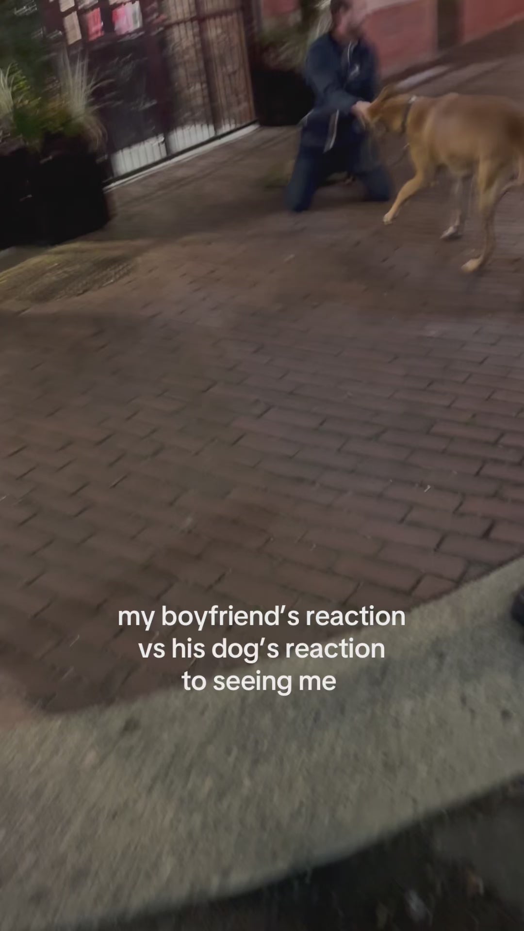 My boyfriend's reaction vs his dogs reaction to seeing me