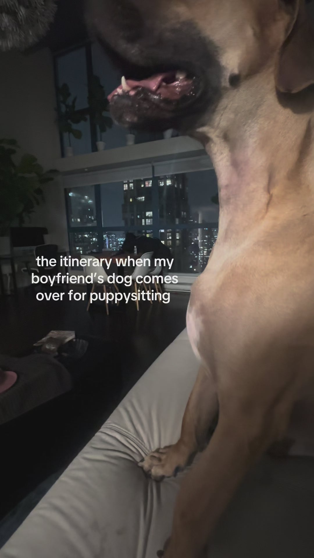The itinerary whenever my boyfriend's dog comes to visit