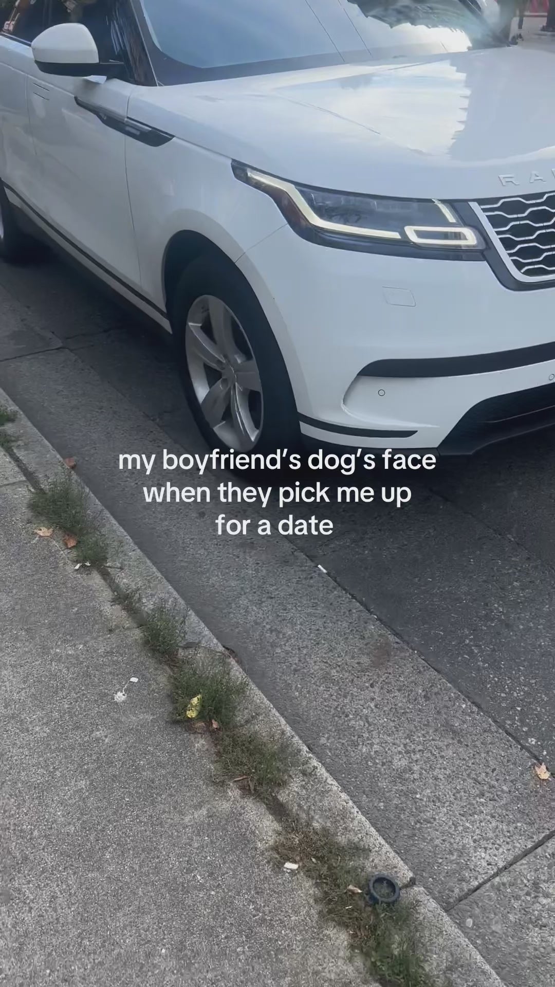 My boyfriend's dog's face when they pick me up for a date