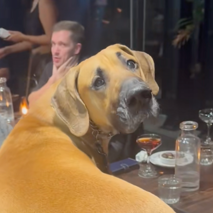 Large dog sitting on a bar counter with people in the background