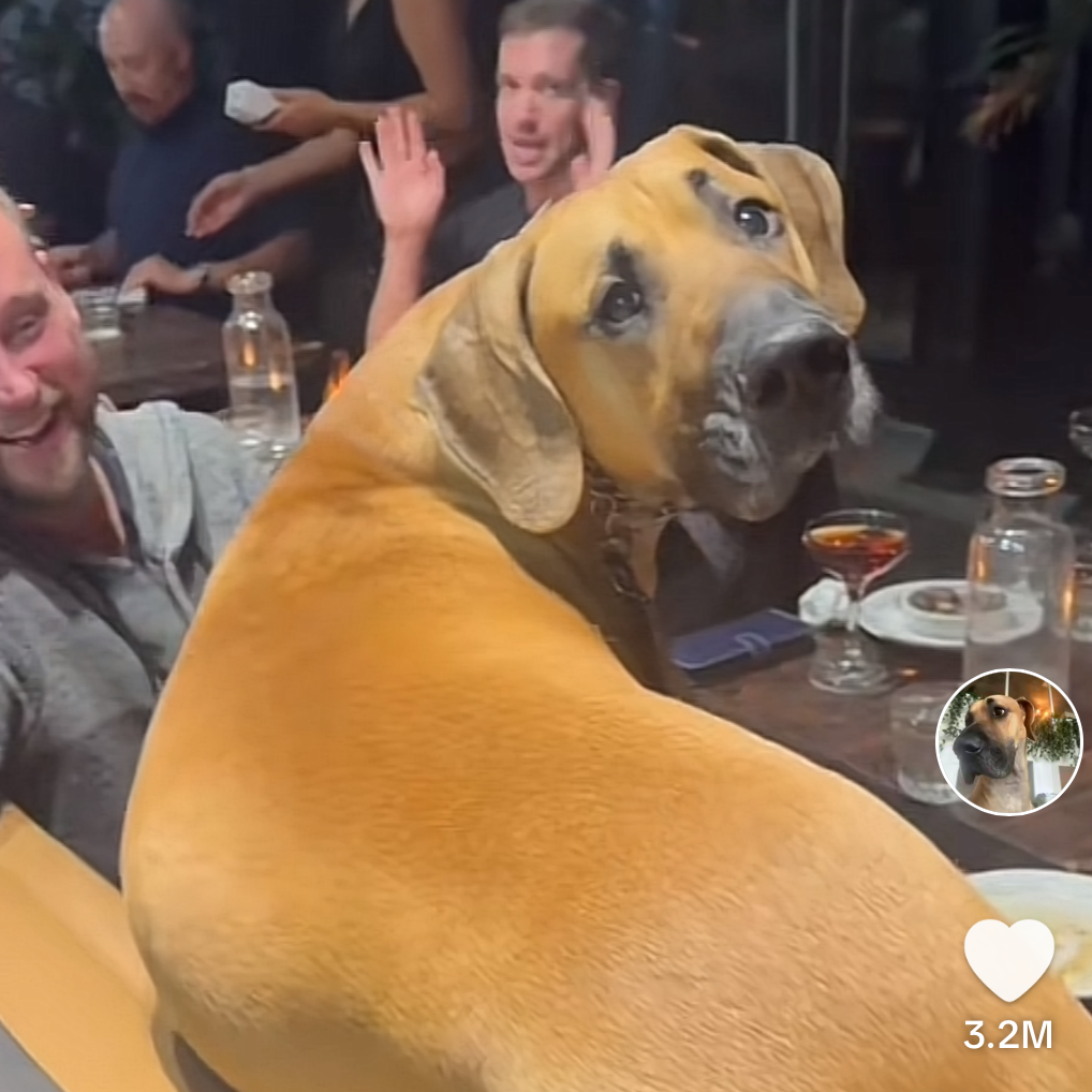 Dog sitting at a bar with people in the background