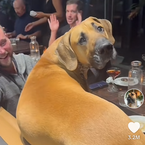 Dog sitting at a bar with people in the background
